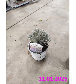 Lavandula int. 'Phenomenal'® P 12